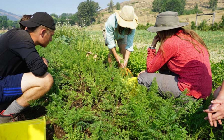 service learning for adults
